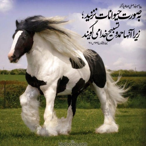 متن روز مبارزه با خشونت علیه حیوانات