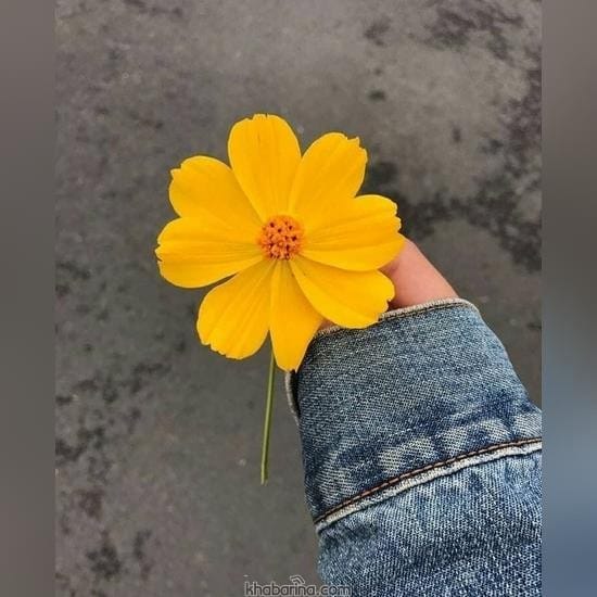 عکس پروفایل شیک