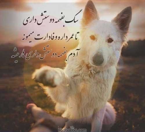 جمله وفاداری سگ
