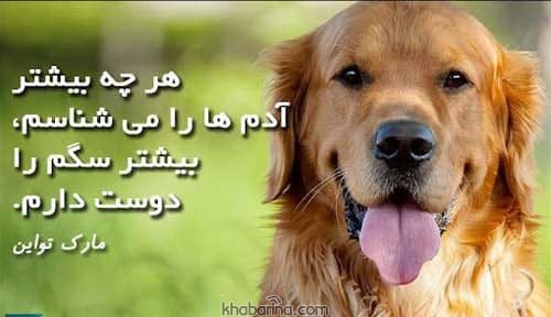 جمله وفاداری سگ