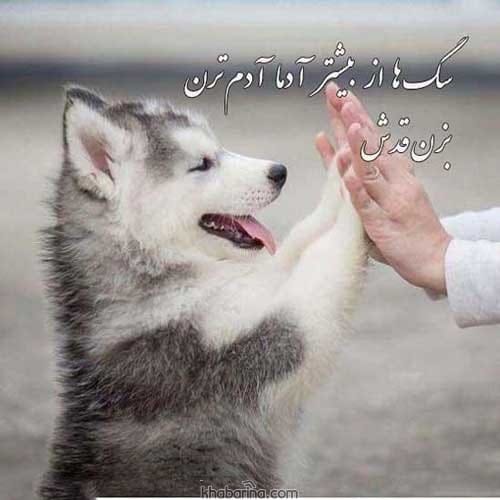 جمله وفاداری سگ