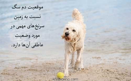 جمله وفاداری سگ