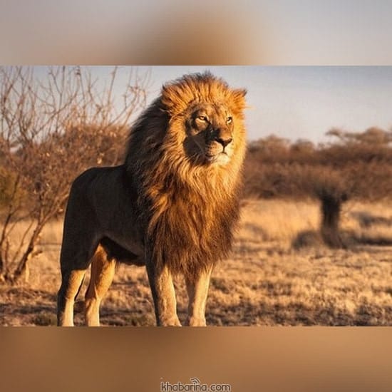 تعبیر خواب شیر