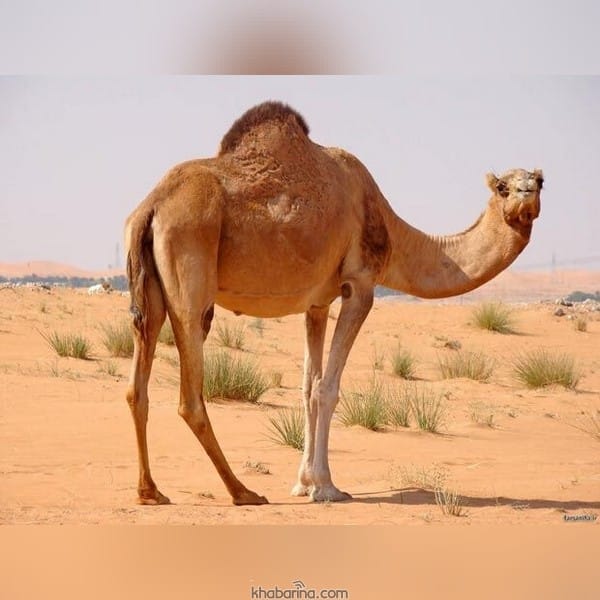 تعبیر خواب شتر