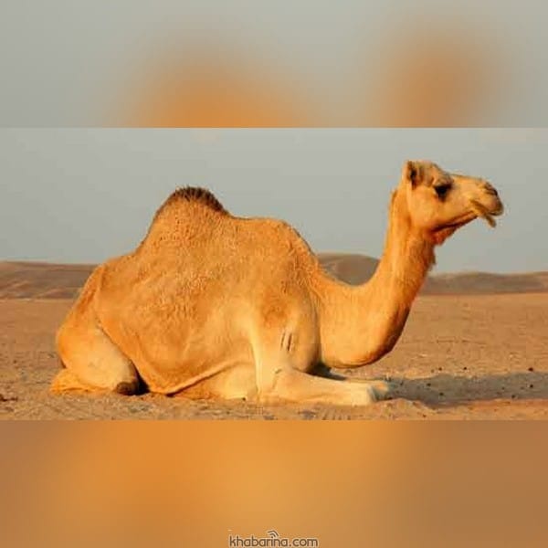 تعبیر خواب شتر