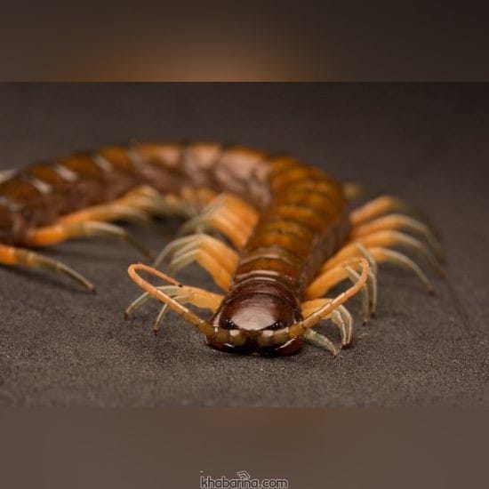 تعبیر خواب هزارپا