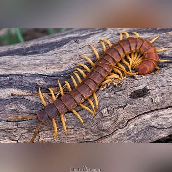 تعبیر خواب هزارپا