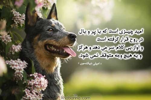 جملات شاد و امیدوار کننده
