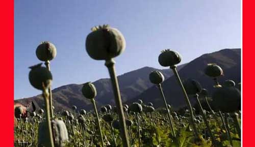 ماجرای تریاک رفسنجان